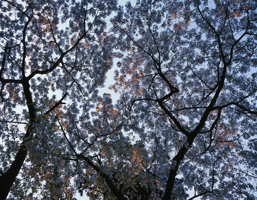 Cherry Blossoms, Branch Brook Park, Essex County, NJ (MF).jpg